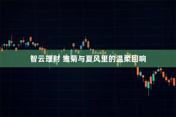 智云理财 雏菊与夏风里的温柔回响